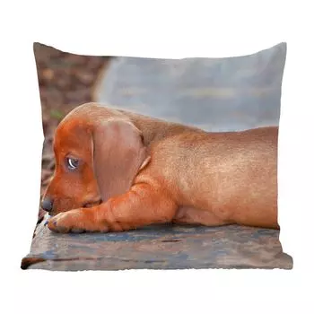 Декоративная подушка MuchoWow, диванная подушка, декоративная подушка для гостиной, 60 х 60 см, щенок таксы лежит на краю тротуара - чехол на подушку - хлопчатобумажная ткань - декоративные наволочки