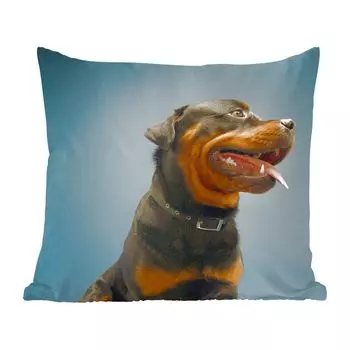 Декоративная подушка MuchoWow, диванная подушка, декоративная подушка для гостиной, 60 х 60 см, студийное фото ротвейлера на синем фоне - чехол на подушку - хлопчатобумажная ткань - декоративные наволочки