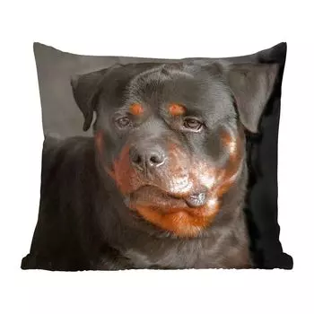 Декоративная подушка MuchoWow, диванная подушка, декоративная подушка для гостиной, 60 х 60 см, портрет ротвейлера в студии - чехол на подушку - хлопчатобумажная ткань - декоративные чехлы на подушки
