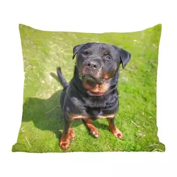 Декоративная подушка MuchoWow, диванная подушка, декоративная подушка для гостиной, 60 х 60 см, ротвейлер смотрит на своего хозяина - чехол на подушку - хлопчатобумажная ткань - декоративные чехлы на подушки