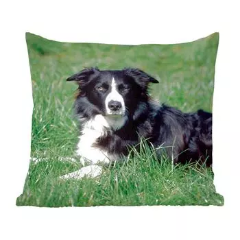 Декоративная подушка MuchoWow, диванная подушка, декоративная подушка для гостиной, 60 х 60 см, бордер-колли лежит в высокой зеленой траве - чехол на подушку - хлопчатобумажная ткань - декоративные наволочки