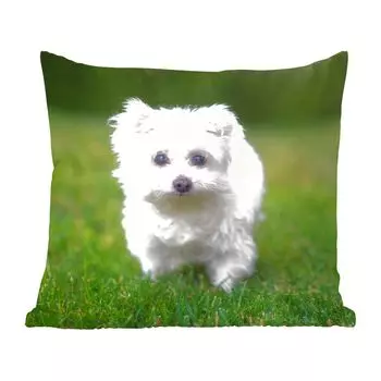 Декоративная подушка MuchoWow, диванная подушка, декоративная подушка для гостиной, 60 х 60 см, Мальтийская собака на лугу - чехол на подушку - хлопчатобумажная ткань - декоративные наволочки