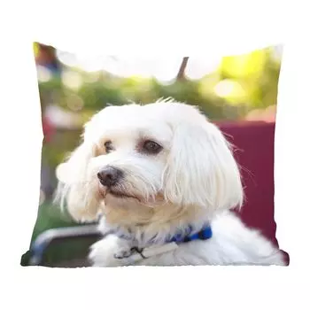 Декоративная подушка MuchoWow Диванная подушка Декоративная подушка для гостиной 60 x 60 см Симпатичная мальтийская собака - Чехол на подушку - Хлопчатобумажная ткань - Декоративные наволочки