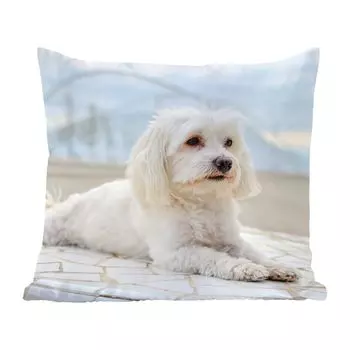 Декоративная подушка MuchoWow Диванная подушка Декоративная подушка для гостиной 60 x 60 см Calm Maltese Relaxes - Чехол на подушку - Хлопчатобумажная ткань - Декоративные наволочки