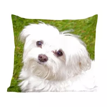 Декоративная подушка MuchoWow Диванная подушка Декоративная подушка для гостиной 45 x 45 см Мальтийская собака смотрит вверх - Чехлы на подушки - Декоративные чехлы на подушки - Декоративные наволочки