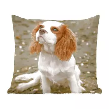Декоративная подушка MuchoWow Диванная подушка Декоративная подушка для гостиной 50 x 50 см Кавалер-кинг-чарльз-спаниель смотрит вверх - Чехлы на подушки - Украшение - Спальня