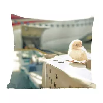 Декоративная подушка MuchoWow Диванная подушка Декоративная подушка для гостиной 50 x 50 см Цыпленок - Курица - Самолет - Чехлы на подушки - Украшение - Спальня