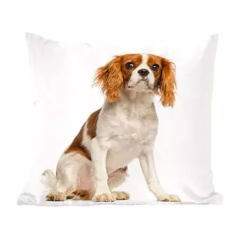 Декоративная подушка MuchoWow Диванная подушка Декоративная подушка для гостиной 60 x 60 см Очаровательный кавалер-кинг-чарльз-спаниель - Чехол на подушку - Хлопчатобумажная ткань - Декоративные наволочки