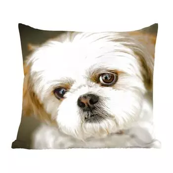 Декоративная подушка MuchoWow, диванная подушка, декоративная подушка для гостиной, 60 х 60 см, собака Ши-тцу смотрит в камеру по диагонали - чехол на подушку - хлопчатобумажная ткань - декоративные чехлы на подушки