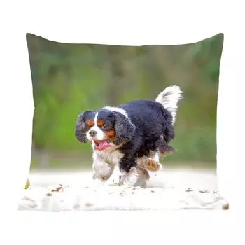 Декоративная подушка MuchoWow диванная подушка для гостиной декоративная подушка 50 x 50 см Кавалер-кинг-чарльз-спаниель играет с теннисным мячом - чехлы на подушки - украшение - спальня