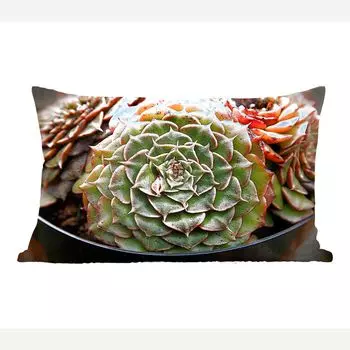 Декоративная подушка MuchoWow диванная подушка для гостиной декоративная подушка 50х30 см суккулентное растение крупным планом - чехлы на диванные подушки - без наполнителя