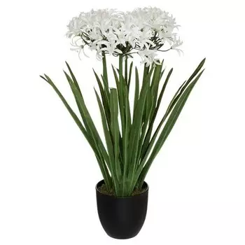 Декоративное растение Atmosphera Crateur d'intrieur Agapanthus, белый