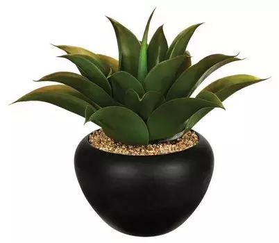 Декоративное растение Atmosphera Crateur d'intrieur Aloe Vera, зеленый