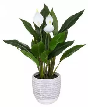 Декоративное растение Atmosphera Crateur d'intrieur JJ3064, зеленый