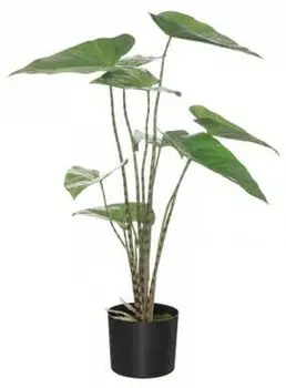 Декоративное растение Atmosphera Crateur d'intrieur JJ3081, черный