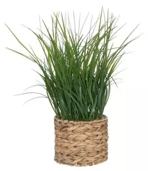 Декоративное растение Atmosphera Crateur d'intrieur MODA, бежевый