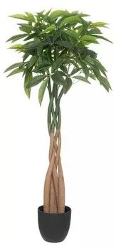 Декоративное растение Atmosphera Crateur d'intrieur Pachira-Baum BOTA, зеленый