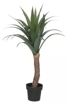 Декоративное растение Atmosphera Crateur d'intrieur Yucca, черный