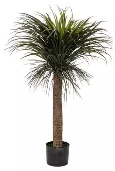 Декоративное растение Atmosphera Crateur d'intrieur Yucca PALMIER, зеленый