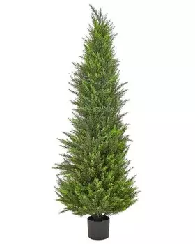 Декоративное растение Beliani CEDAR TREE цвет grn/eiche dunkel