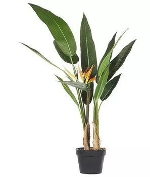 Декоративное растение Beliani STRELITZIA TREE цвет schwarz/grn/orange