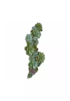 Декоративное растение Фема зеленая Loberon, зеленый