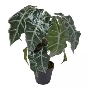 Декоративное растение Homescapes Alocasia Pflanze im Topf, зеленый