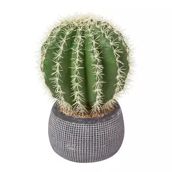 Декоративное растение Homescapes Kugelkaktus in Topf, зеленый