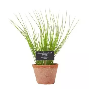 Декоративное растение Homescapes Schnittlauch-Topfpflanze цвет terracotta