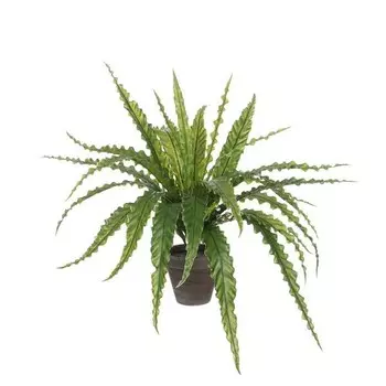 Декоративное растение Mica Decorations Asplenium, зеленый
