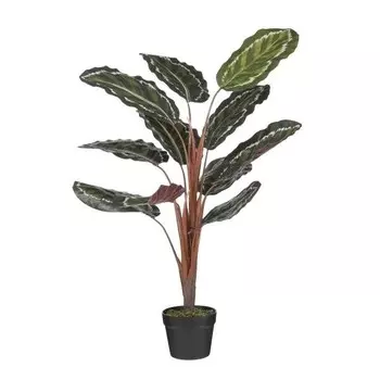 Декоративное растение Mica Decorations Calathea Roseoptica, зеленый
