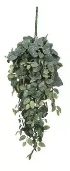 Декоративное растение Mica Decorations Hngepflanze Pilea, зеленый