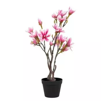 Декоративное растение Norrwood Magnolia цвет schwarz/rosa