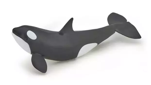 Детеныш косатки