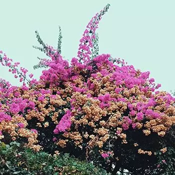 Диск CD Turn Into - Jay Som