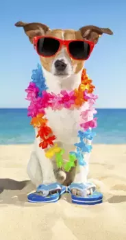 Доброе утро, пляжное полотенце "Бадди", (1 шт.), с собакой и солнцезащитными очками Good morning 75х150 см (1 шт.), цвет multi-blau