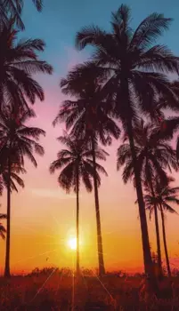 Доброе утро пляжное полотенце "Бора-Бора", (1 шт.), с мотивом пальмы Good morning 100х180 см (1 шт.), цвет blau-multi-orange