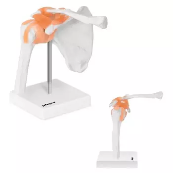 Физа, Анатомическая модель плечевого сустава в масштабе 1:1. Physa