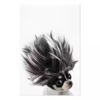Фреска Artgeist Chihuahua, разноцветный