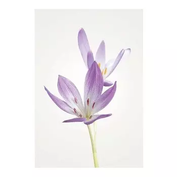 Фреска Komar Autumn Crocus цвет lilla/wei/grn