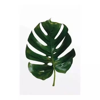 Фреска Komar Monstera Leaf, зеленый/белый