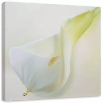 Фрески Feeby Callas Blumen Natur Wei, бежевый
