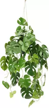 И.ГЕ.А. Искусственное растение "Искусственная монстера подвесная I.GE.A. 42х87х34 см, зеленый