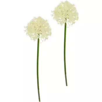 И.ГЕ.А. Искусственный цветок «Аллиум декоративный лук», стеблевые искусственные цветы, набор из 2 шт I.Ge.A., цвет creme