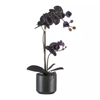 Искусственная орхидея Bruno Banani «Орхидея Фаленопсис» с живыми цветами, черный