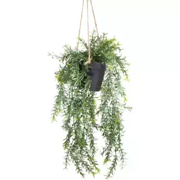 Искусственное комнатное растение Botanic-Haus «Подвесная корзина со спаржей», зеленый