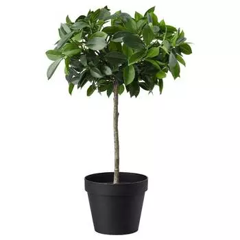 Искусственное растение в горшке IKEA FEJKA Artificial Plant Weeping Fig, зеленый