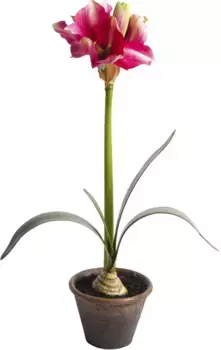 Искусственный цветок Botanic-Haus "Амариллис в коричневом пластиковом горшке" /34х69 см, цвет orange