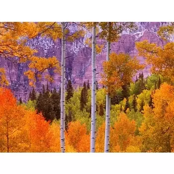 Эфирное масло пачули 10мл, Etja