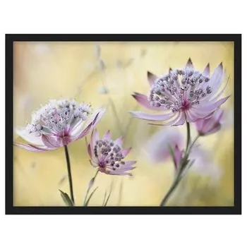 Картина Bilderwelten Astrantia Major V, фиолетовый